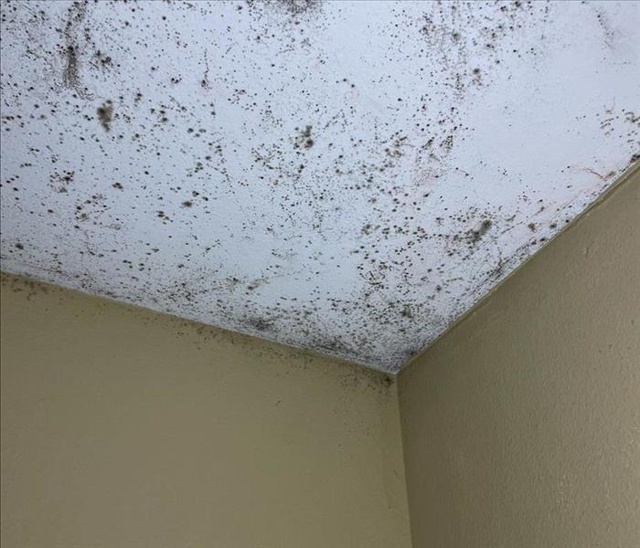 Mold spores on the ceiling